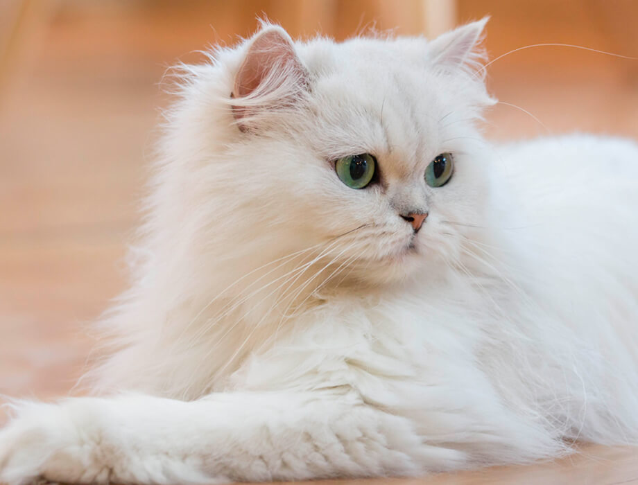 Los gatos blancos no pueden tomar sol directo | Champion Cat
