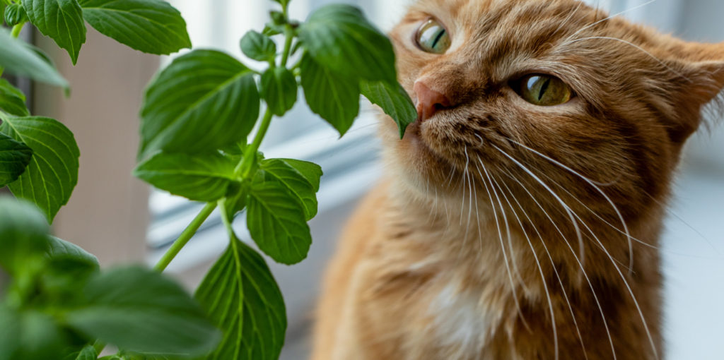 Sospechar Llanura maníaco El sentido del olfato en los gatos | Champion Cat